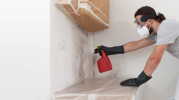 Professional Black Mold Remediation technician working in Olanta, PA