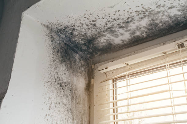 Affordable Black Mold Remediation solutions in Olanta, PA